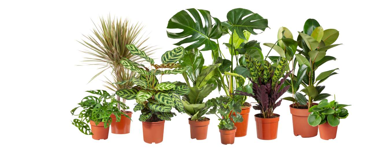 Gebruik kamerplanten om huis gezellig te maken - Tuincentrum Almeer Plant