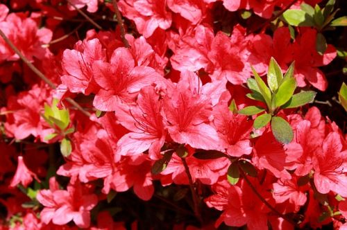 Azalea’s voor binnen en buiten