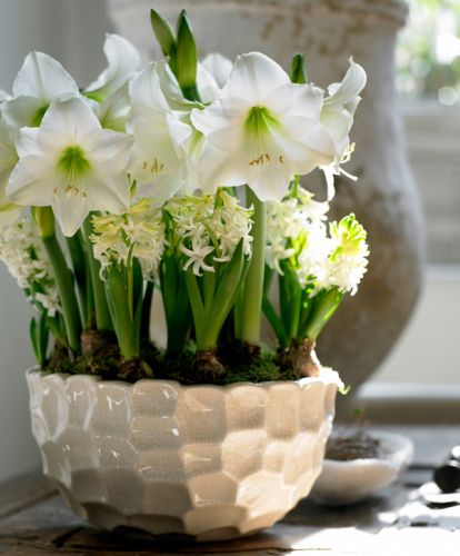 Amaryllis, vrolijk in donkere winterdagen