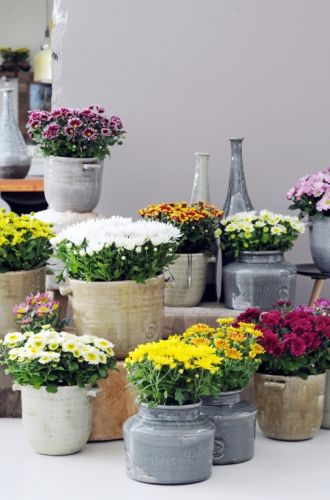 Potchrysant: woonplant van de maand juni