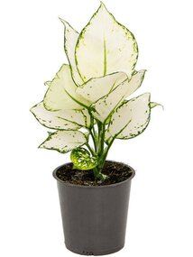Aglaonema div. Soorten
