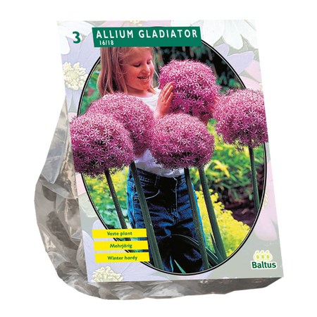 Allium gladiator 3st