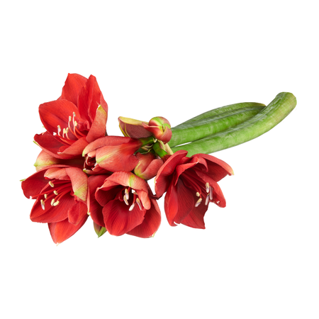 Amaryllis stelen, per steel