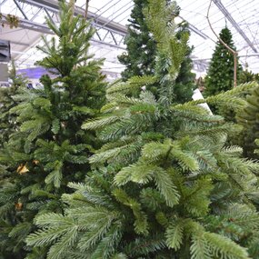 Brampton Kerstboom Slim 155 - afbeelding 4