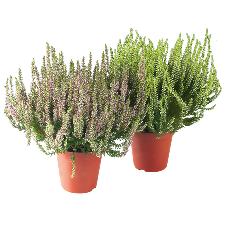 Calluna ''Garden Girls'' (Struikheide)