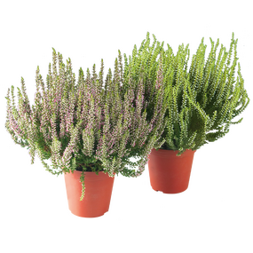 Calluna ''Garden Girls'' (Struikheide)