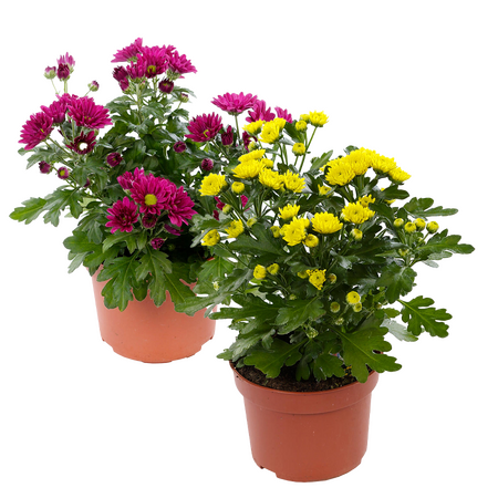 Chrysant ''Garden Mums''