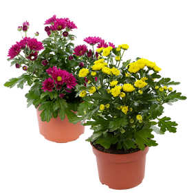 Chrysant ''Garden Mums''