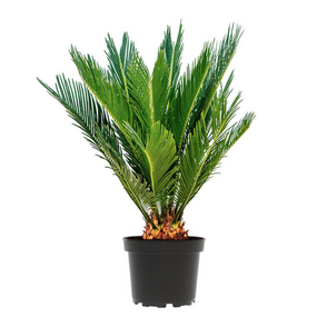 Cycas Revoluta
