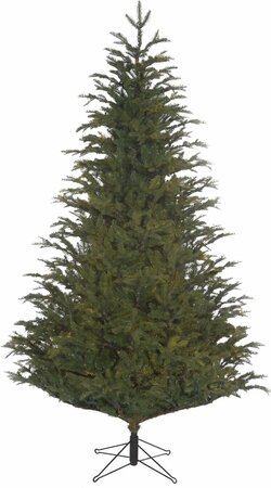 Frasier Fir 215cm