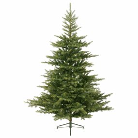 GRANDIS FIR 180cm