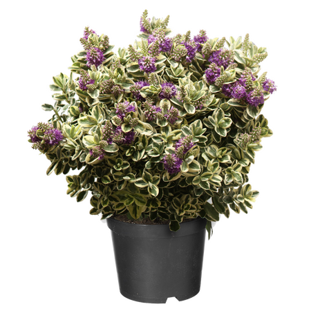 Hebe Variegata ''Bonte Veronica''