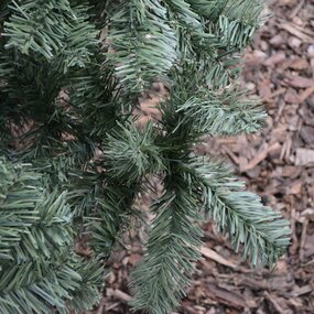 Imperial Pine 240 - afbeelding 3