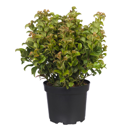 Leucothoe ''Curly Red''