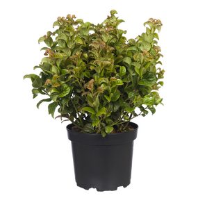 Leucothoe ''Curly Red''