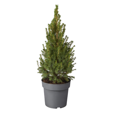 Picea glauca ‘December’ vanaf