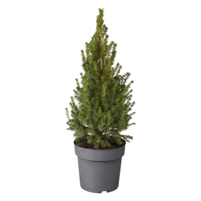 Picea glauca ‘December’ vanaf