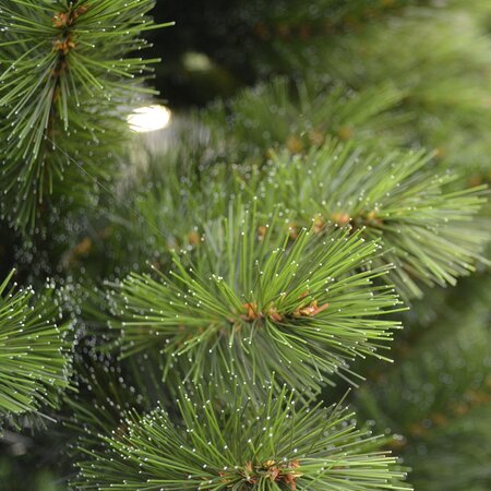 Silbekken Spruce groen 210cm - afbeelding 2