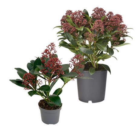 Skimmia, vanaf