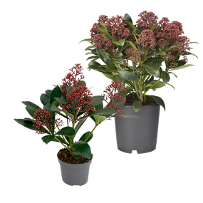 Skimmia, vanaf