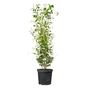 Toscaanse jasmijn ''Trachelospermum jasminoides'', vanaf